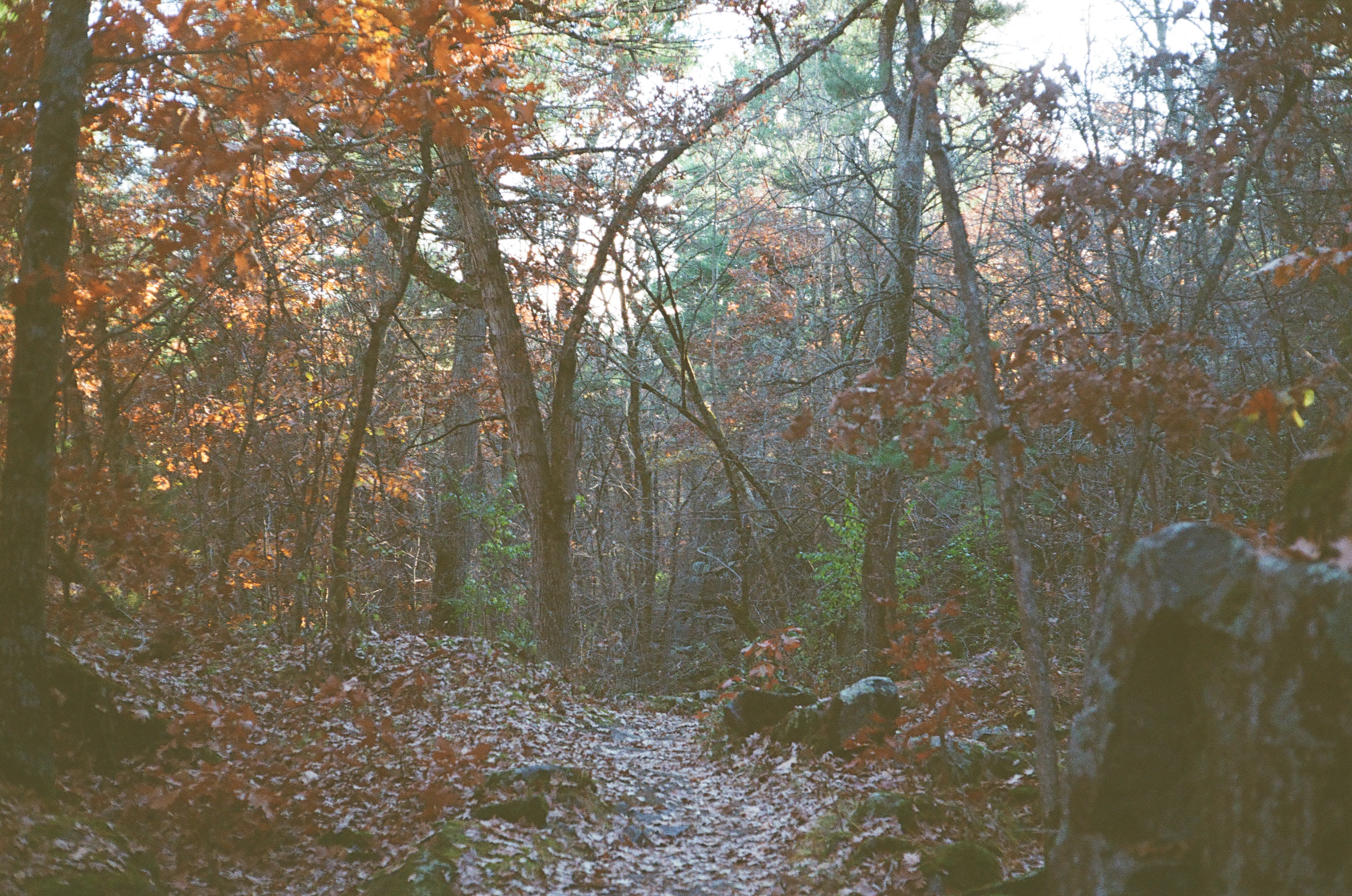 Interstate State Park, St Croix Falls WI - Wooded Trail